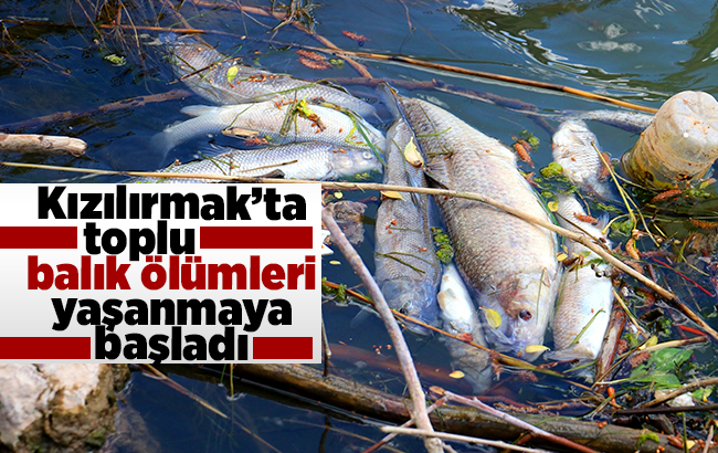 Kızılırmak’ta toplu balık ölümleri