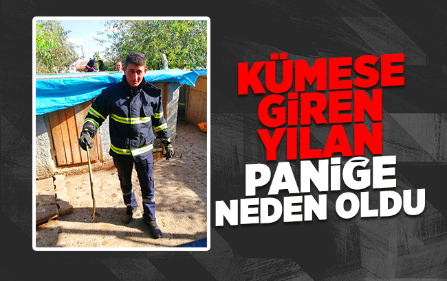 Kümeste yılan paniği