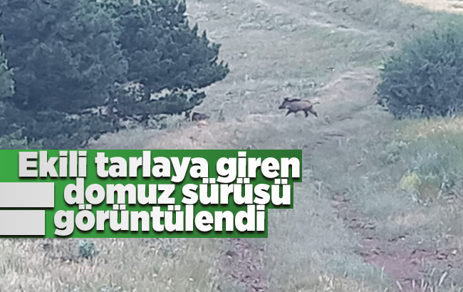 İrili ufaklı domuz sürüsü böyle görüntülendi