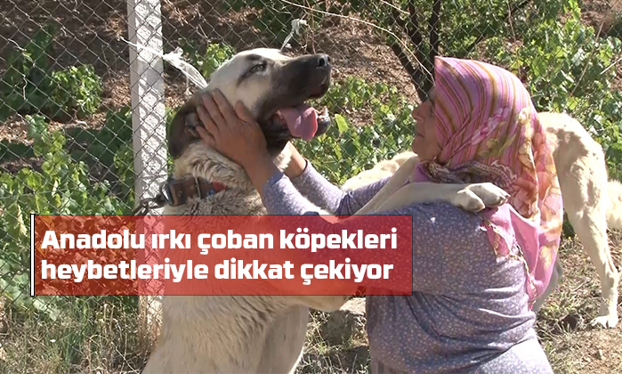 Anadolu ırkı çoban köpekleri heybetleriyle dikkat çekiyor
