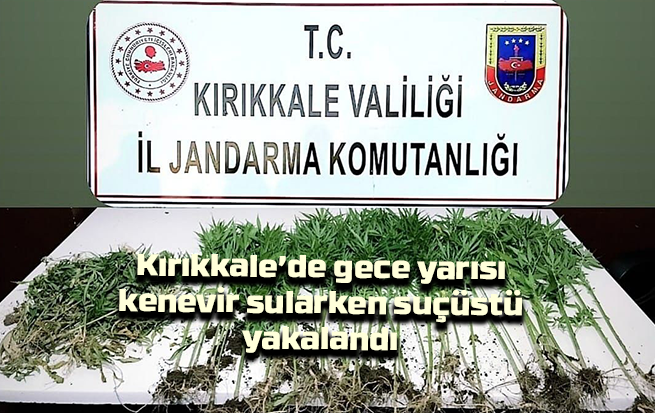 Kırıkkale’de gece yarısı kenevir sularken suçüstü yakalandı