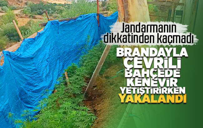 Jandarmanın dikkatinden kaçmadı: Brandayla çevrili bahçede kenevir yetiştirirken yakalandı