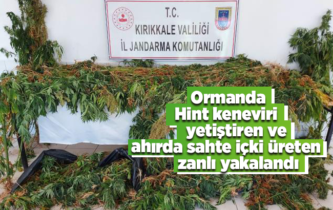 Kırıkkale'de ormanda Hint keneviri yetiştiren ve ahırda sahte içki üreten zanlı yakalandı