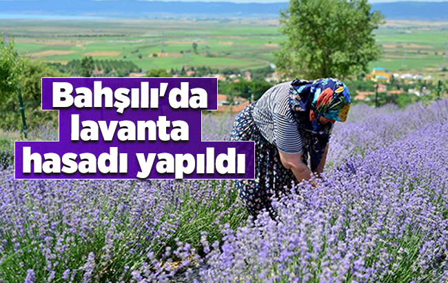 Bahşılı'da lavanta hasadı yapıldı