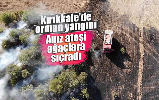 Anız yangını ormana sıçradı: Erken müdahaleyle yüzlerce ağaç kurtarıldı