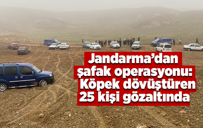 Jandarma’dan şafak operasyonu: Köpek dövüştüren 25 kişi gözaltında