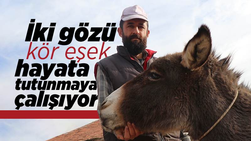 İki gözü kör eşek hayata tutunmaya çalışıyor 