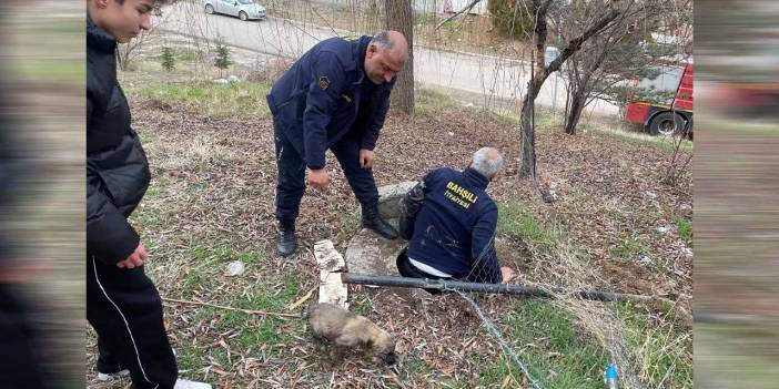 Köpek yavrusunu itfaiye ekipleri kurtardı
