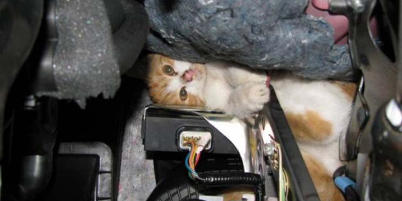 arbaa-kedi.jpg