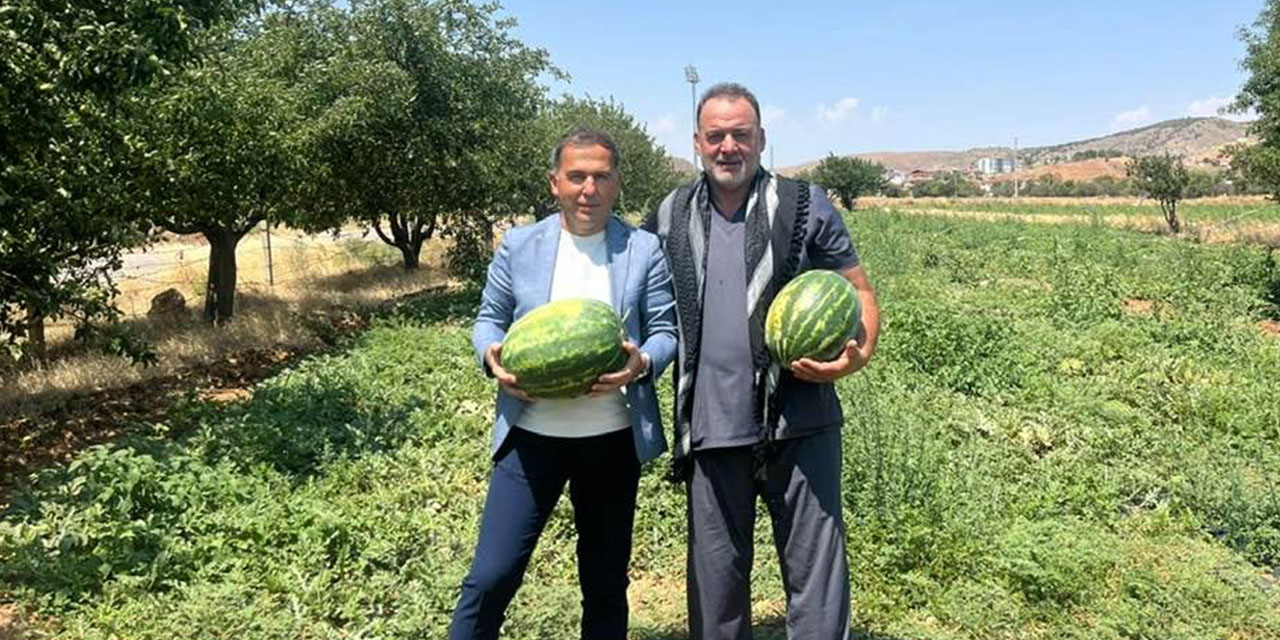 delicede-karpuz-hasadi-basladi2.jpg