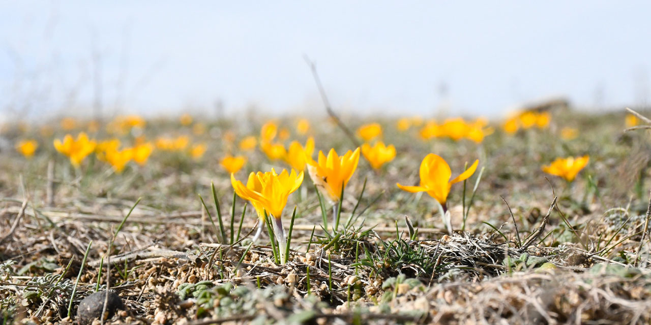 kirikkalede-bu-yil-cigdemler-bahari-erkenden-mujdeledi-1.jpg
