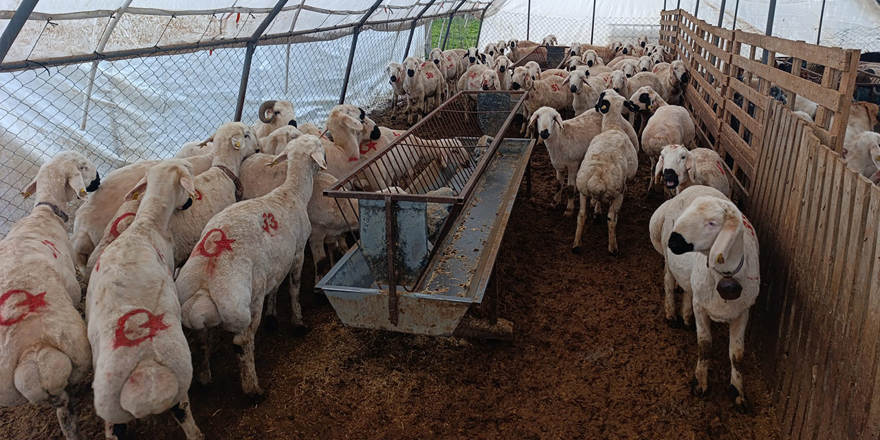 demirbas-besi-ciftliginde-her-butceye-uygun-kurbanlik-3.jpg