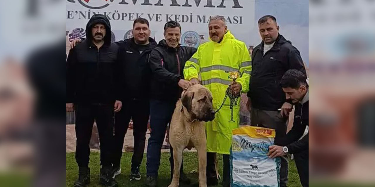 konyada-kirikkale-damgasi-cins-kopekler-birinci-oldu2.jpg