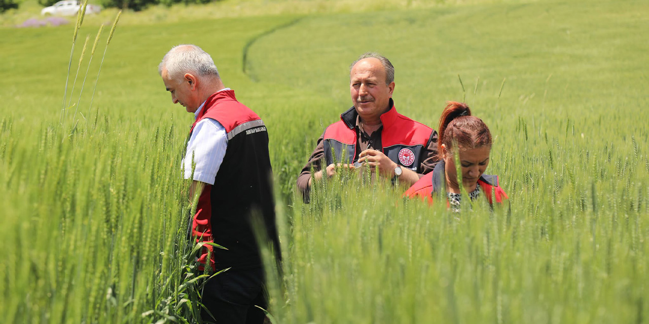yerli-ve-milli-bugday-cesitleri-sahada-test-ediliyor23.jpg