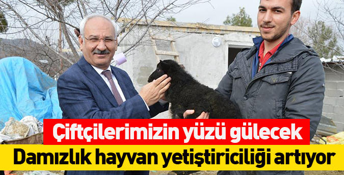 Damızlık-hayvan-yetiştiriciliği-artıyor.jpg