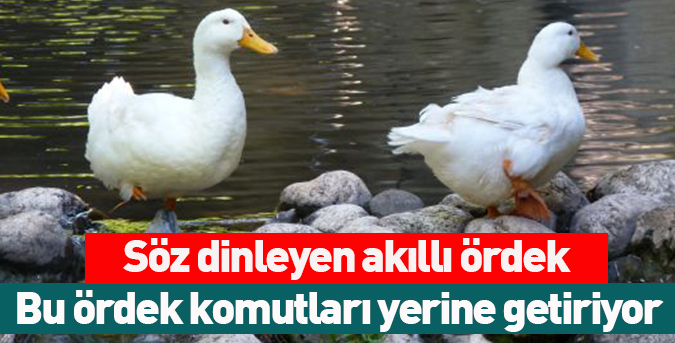 Söz-dinleyen-akıllı-ördek.jpg