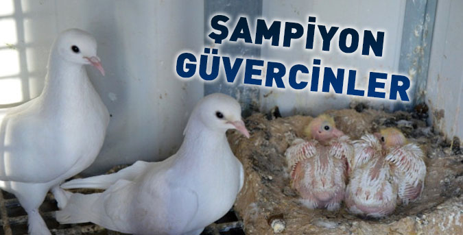 SAMPİYON-GUVERCİNLER.jpg