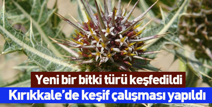 Yeni-bir-bitki-türü-keşfedildi.jpg