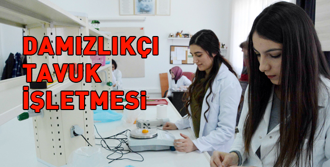 damizlikci-tavuk.jpg