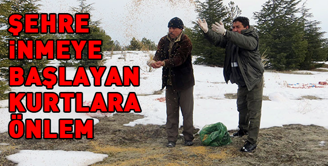 sehre-inmeye-baslayan-ac-kurtlara.jpg