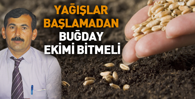 yagislar-bugday-ekimi.jpg